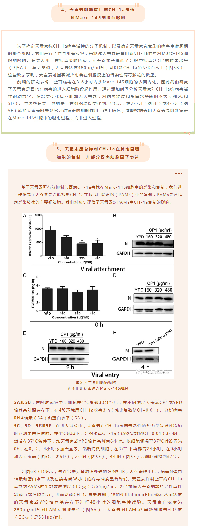 天蠶素抗菌肽抑制豬藍耳病毒的研究_05